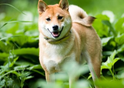 Perro Shiba Inu _ Raza Shiba Inu Guia de perros