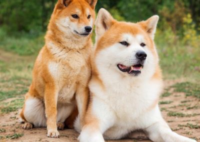 Perro Shiba Inu _ Raza Shiba Inu Guia de perros