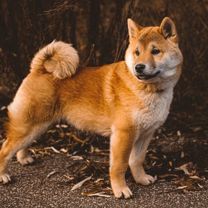 Shiba Inu