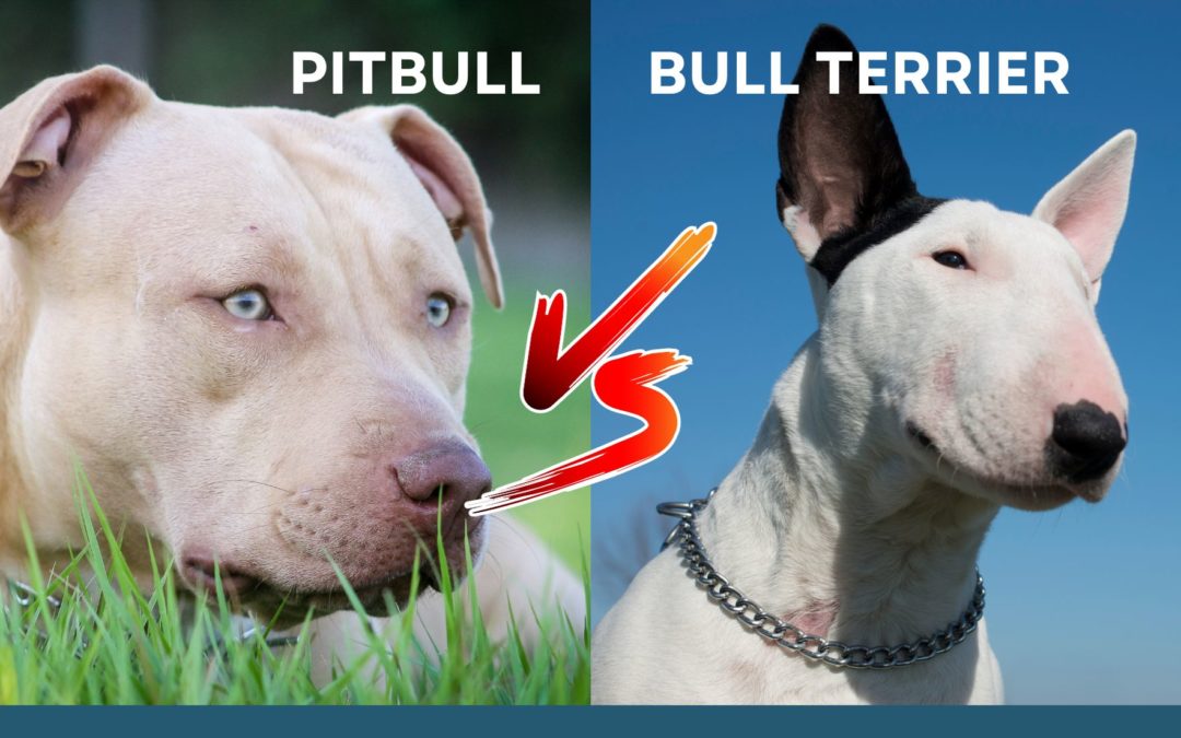 Bull Terrier VS Pitbull ¿Qué perro es más agresivo?