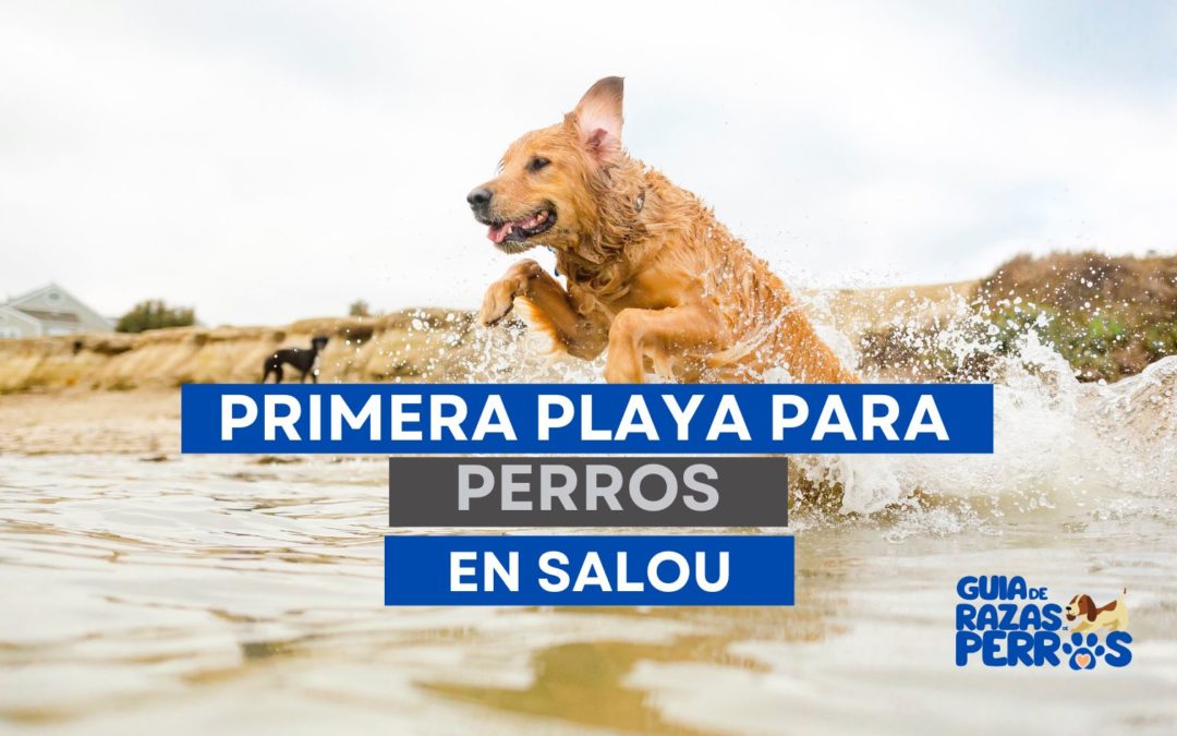 La primera playa para perros en Salou (España) estará disponible el próximo año