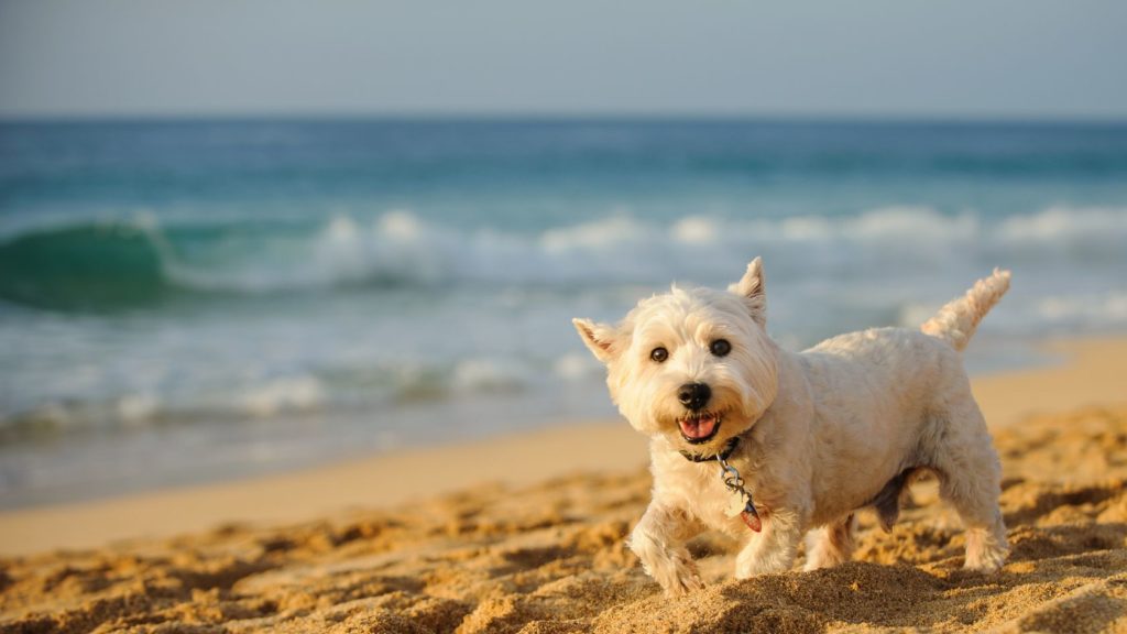 Playa para Perros en Salou España - Perro en la playa