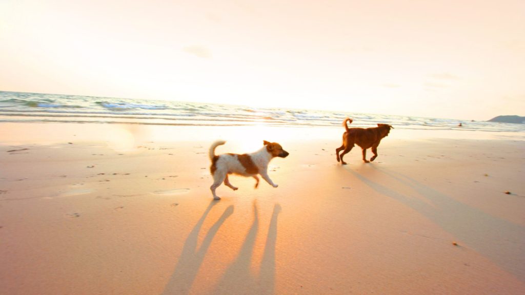 Playa para Perros en Salou España- Perro paseando por la playa