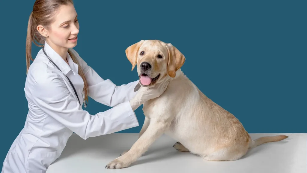 Veterinario- Perro se rasca mucho