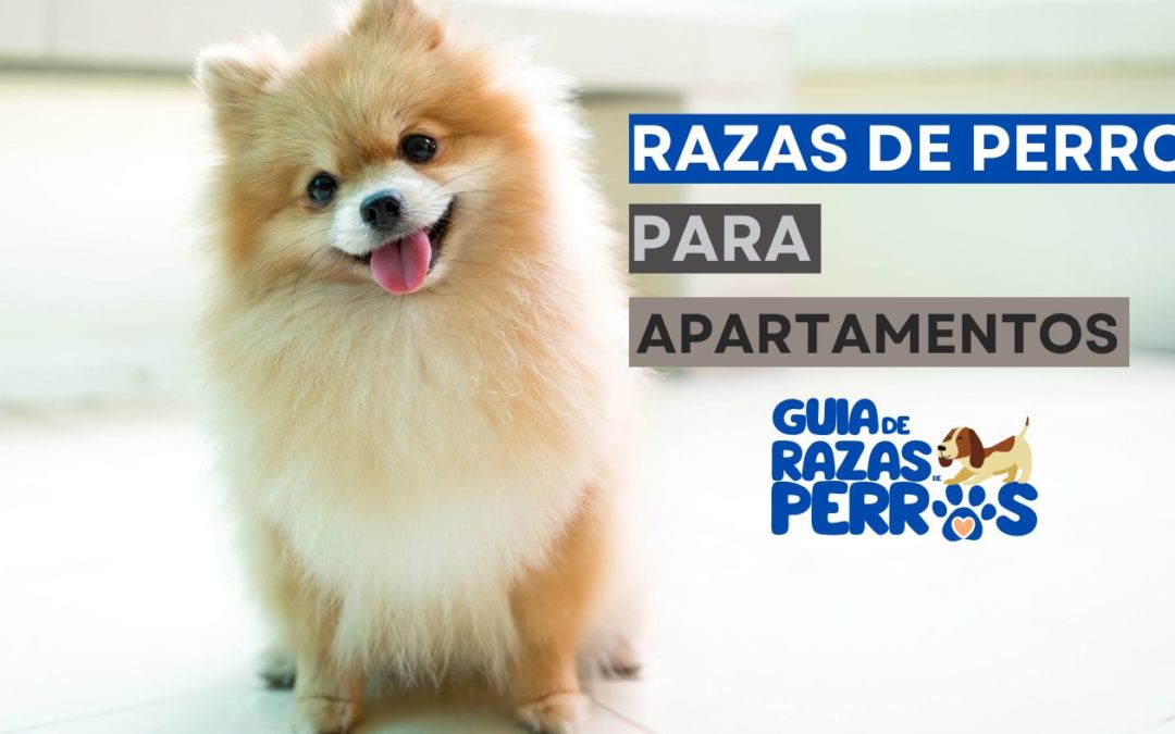 ¿Cómo Elegir la Raza de Perro para un Hogar Pequeño?