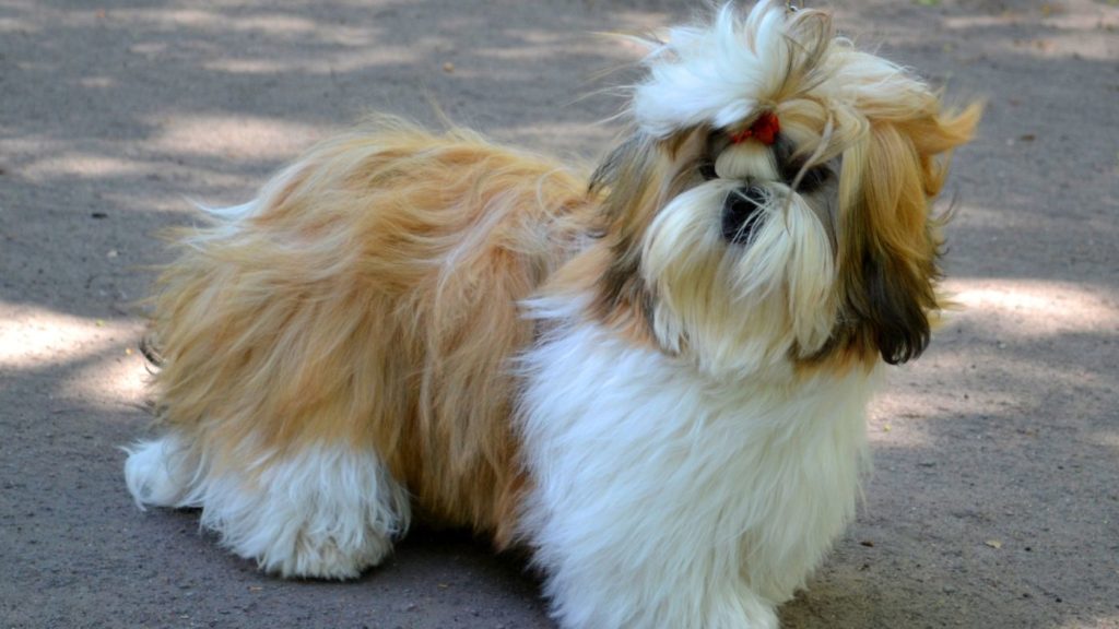 Shih Tzu Paseando Raza de Perro Adecuada para un Hogar Pequeño