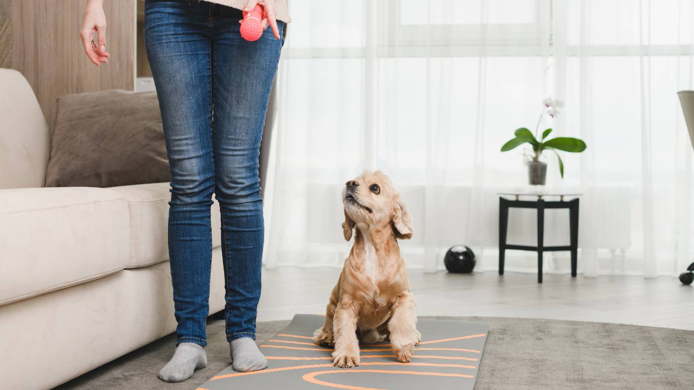 Adiestramiento perros cachorros Orden quieto