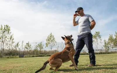 5 juegos mentales para estimular a tu perro