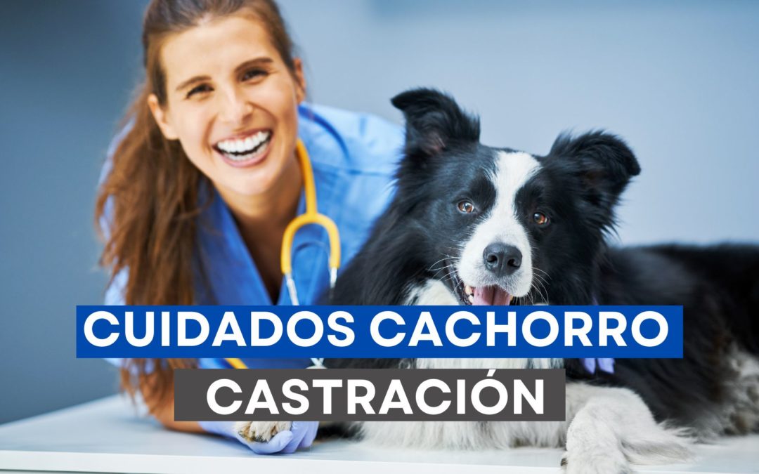 Cuidados después de la castración de mi cachorro