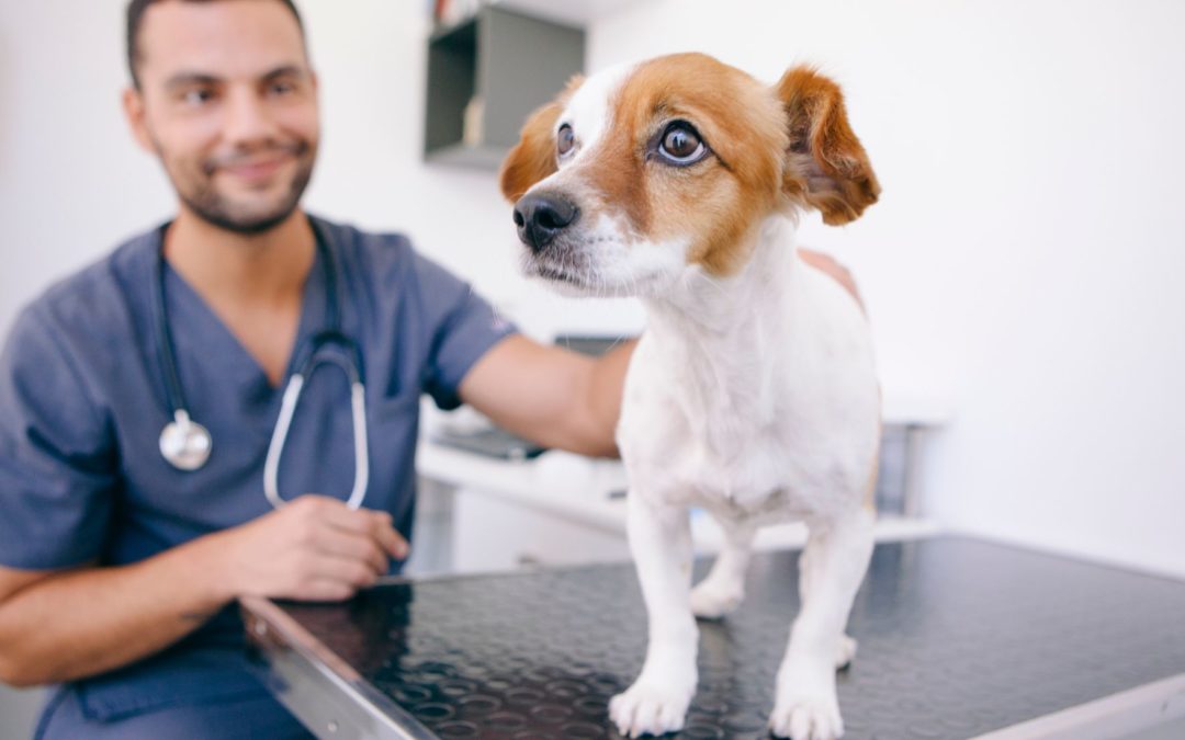 Sintomas del Moquillo en perros: Prevención, Tratamiento y Todo lo que Necesitas Saber