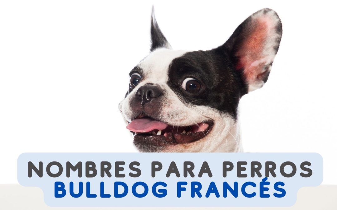 40 nombres para Perros Bulldog Francés