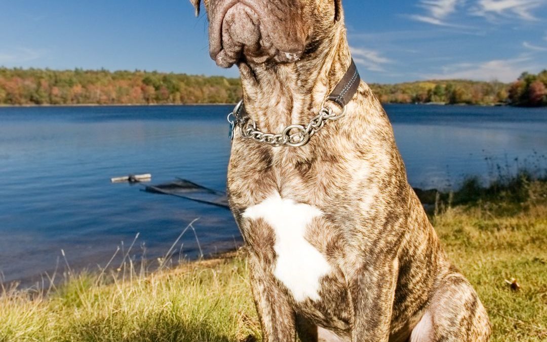 Bullmastiff