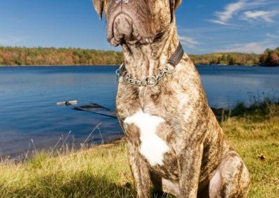 Perro Bullmastiff Cuidados del Bullmastiff Guia de perros