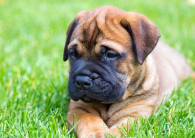 Perro Bullmastiff Cuidados del Bullmastiff Guia de perros