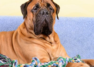 Perro Bullmastiff Cuidados del Bullmastiff Guia de perros