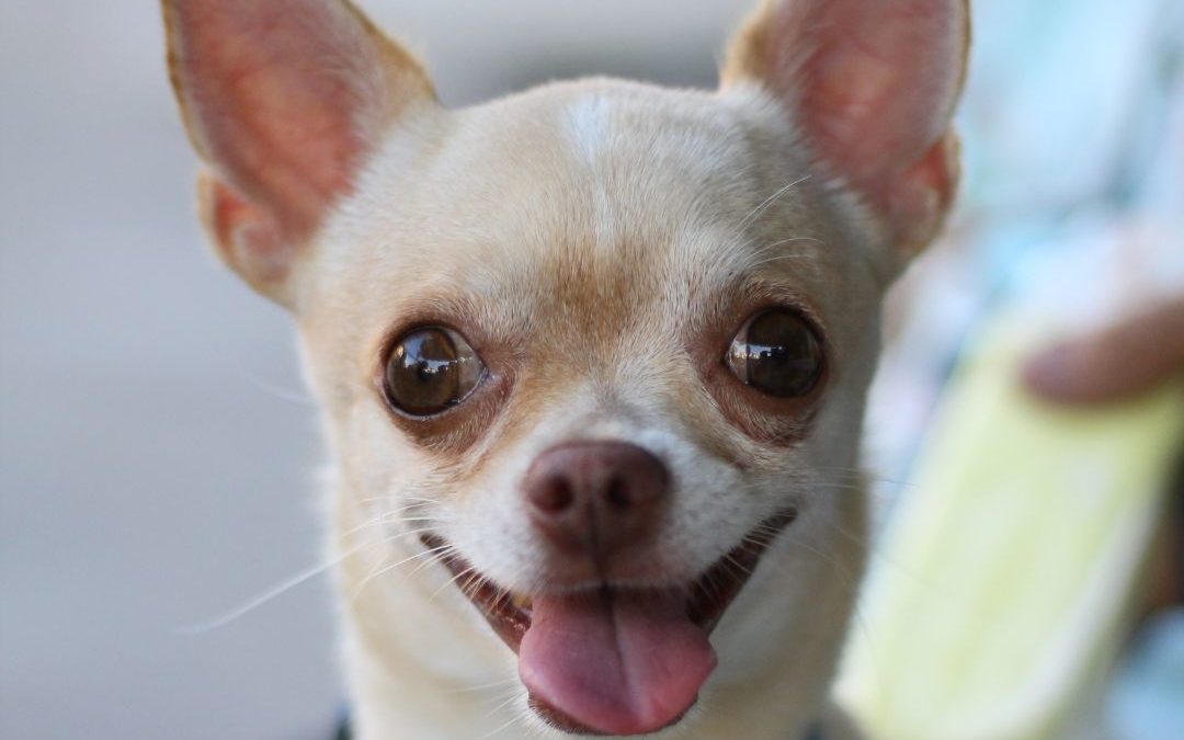 Chihuahua