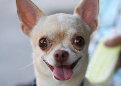 Perro Chihuahua Cuidados del Chihuahua Guia de perros