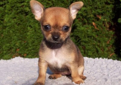 Perro Chihuahua Cuidados del Chihuahua Guia de perros cachorro