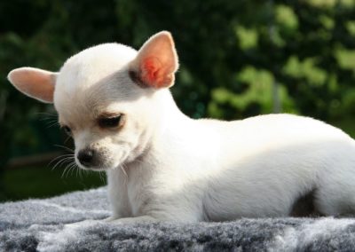 Perro Chihuahua Cuidados del Chihuahua Guia de perros cachorro blanco