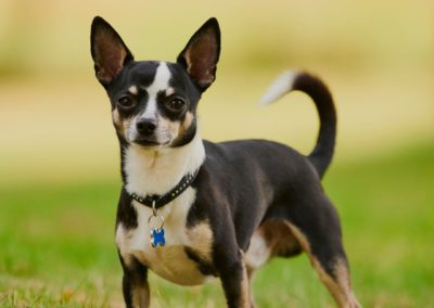 Perro Chihuahua Cuidados del Chihuahua Guia de perros