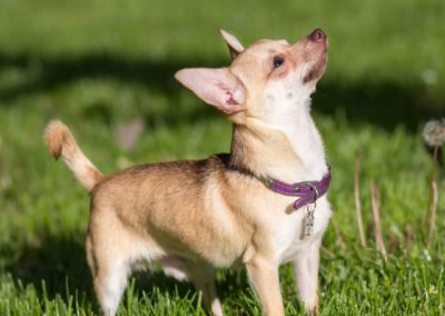 Perro Chihuahua Cuidados del Chihuahua Guia de perros