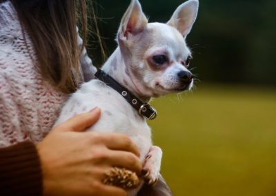 Perro Chihuahua Cuidados del Chihuahua Guia de perros