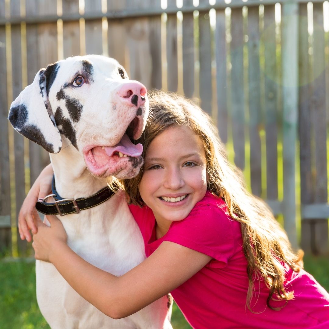 Perro Gran Danés Blanco - Guia y Cuidados_ Cuidados del Gran Danés Guia de perros (2)