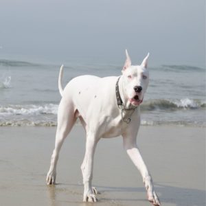 Perro Gran Danés Blanco en la Playa para perros - Guia y Cuidados_ Cuidados del Gran Danés Guia de perros (2)