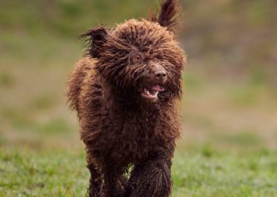 Cachorro Perro de Agua Español