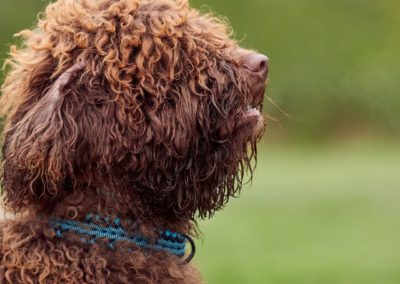 Perro de Agua Español - Guia y Cuidados Agua Español