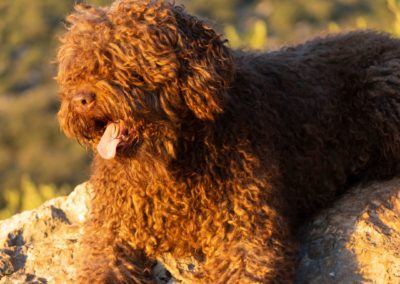 Perro de Agua Español - Guia y Cuidados Agua Español