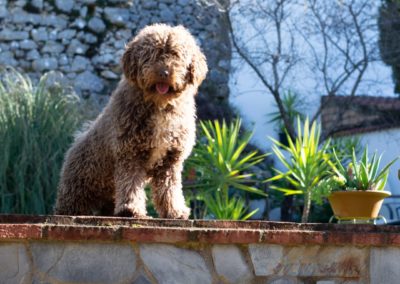 Cachorro de Perro de Agua Español - Guia y Cuidados Agua Español