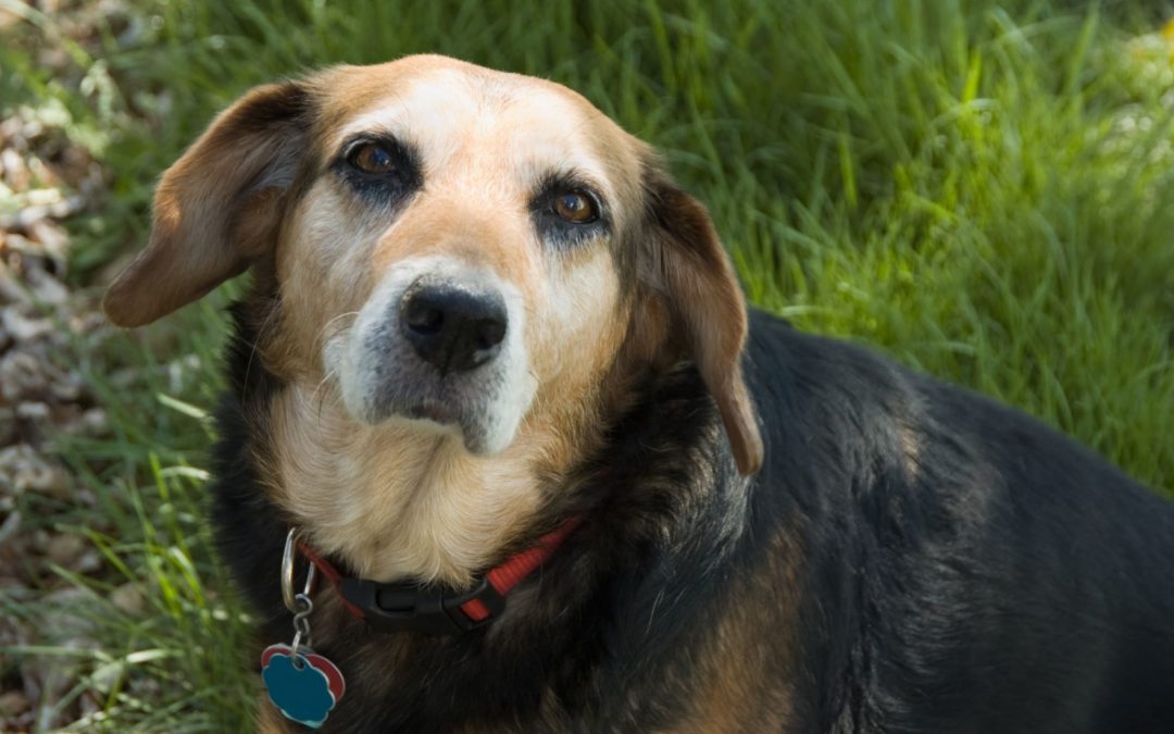 Perros Mayores - Cuidados y enfermedades