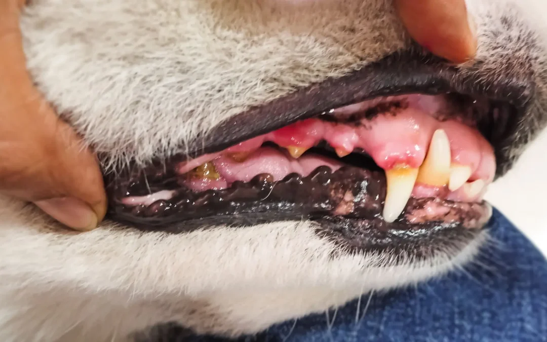 Guía esencial sobre cuidado dental canino