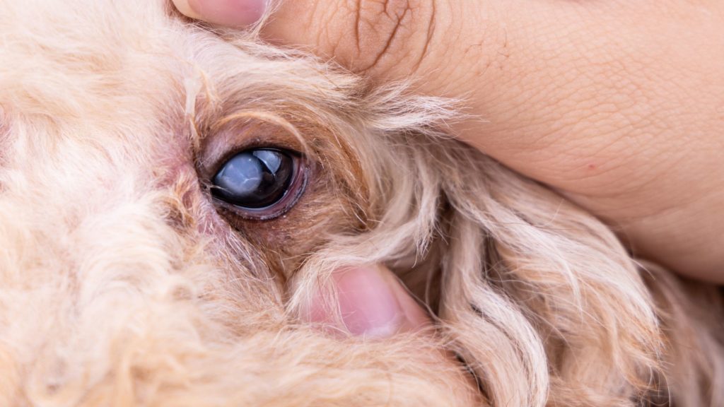 Perros Mayores - Cuidados y enfermedades oculares