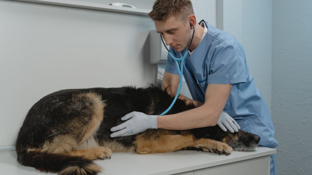 Perros Mayores - Cuidados y veterinario