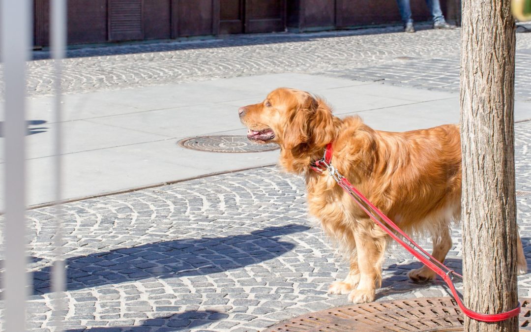 Dejar a tu perro atado en el supermercado: Multas hasta 10.000€