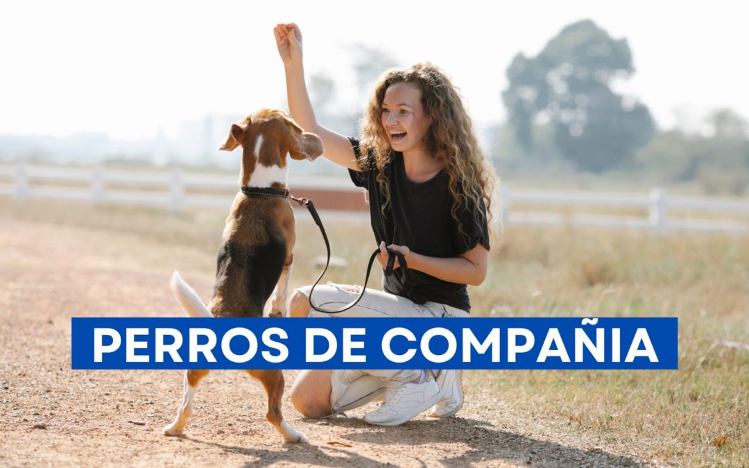 perros de compañía - Elegir un perro de compañia jugando