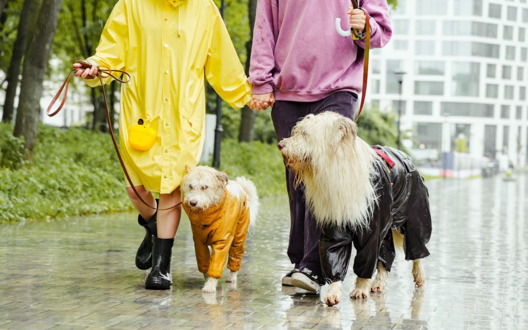 perros de compañía - Elegir un perro de compañia paseando