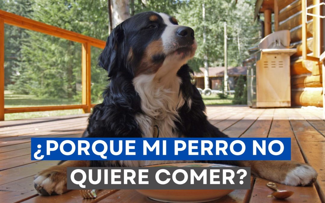 ¿Porque mi perro no quiere comer?