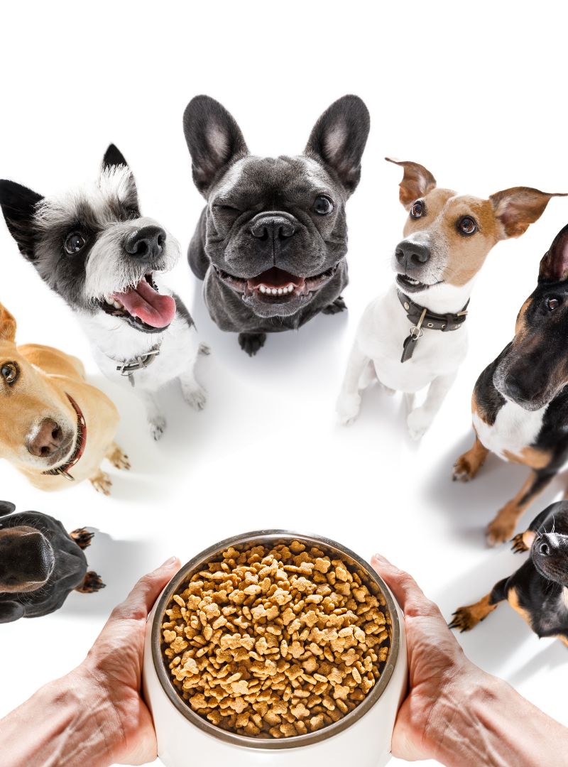 Comida para Perros y Alimentacion para perros