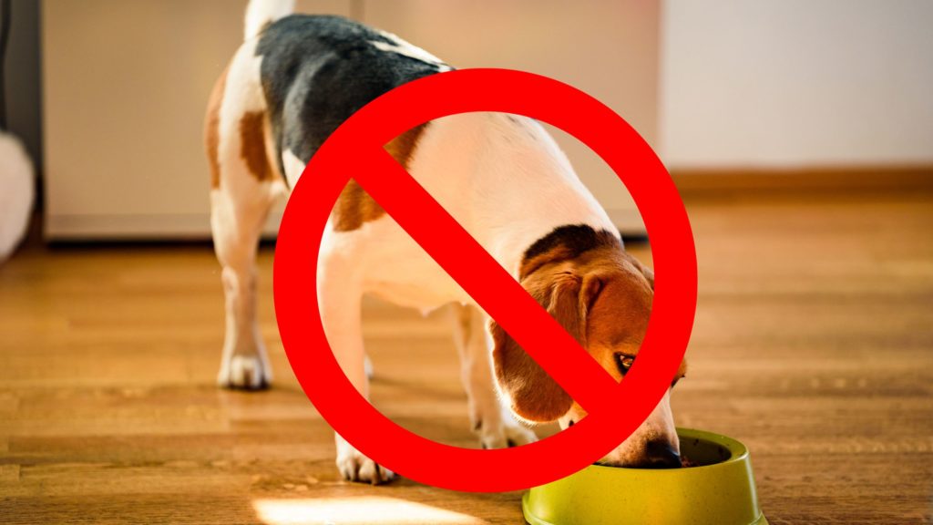 Alimentos que tu perro no debe comer