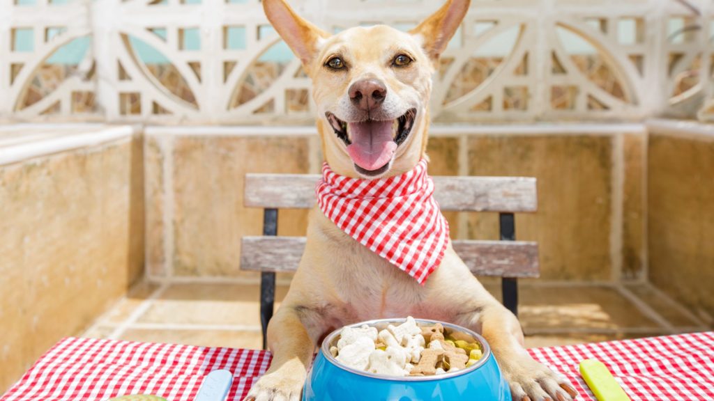 Comida para perros. Alimentacio saludable para perros