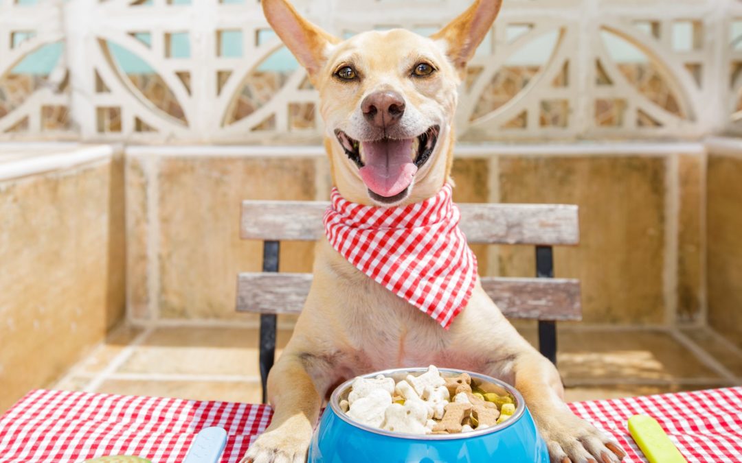 Entendiendo la Nutrición Canina: ¿Qué Alimentos son Saludables para tu Perro?