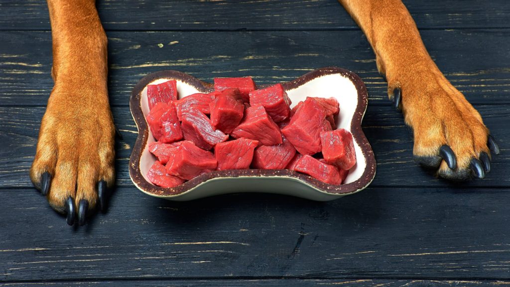 Proteinas para perros. Comida saludable para perros