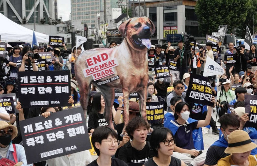 Se prohíbe el consumo d carne de perro en Corea del Sur