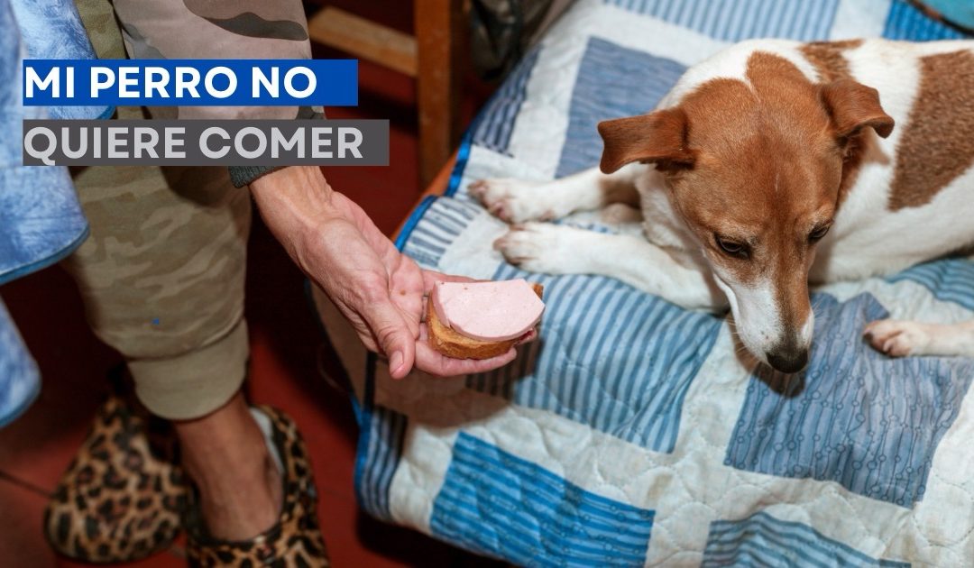 “Mi Perro No Quiere Comer”: Solucionando la Falta de Apetito en perros