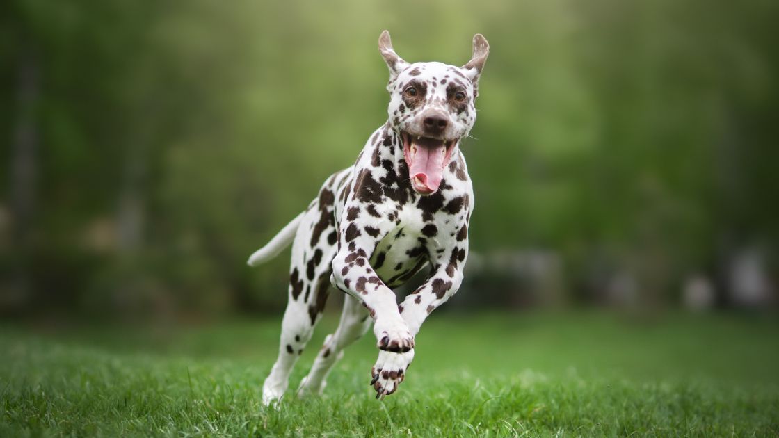 dalmata