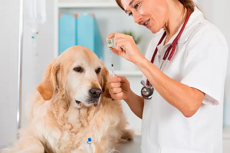 Aumento de Casos de Leptospirosis en Perros: Europa en Alerta y España Vigila de Cerca