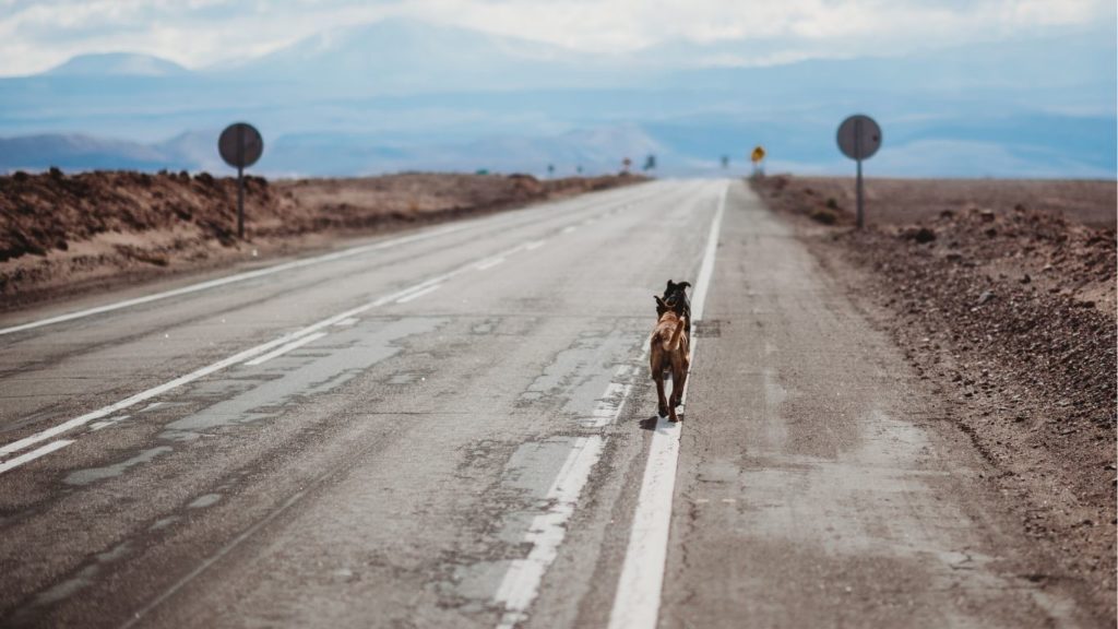 perro abandonado autovia